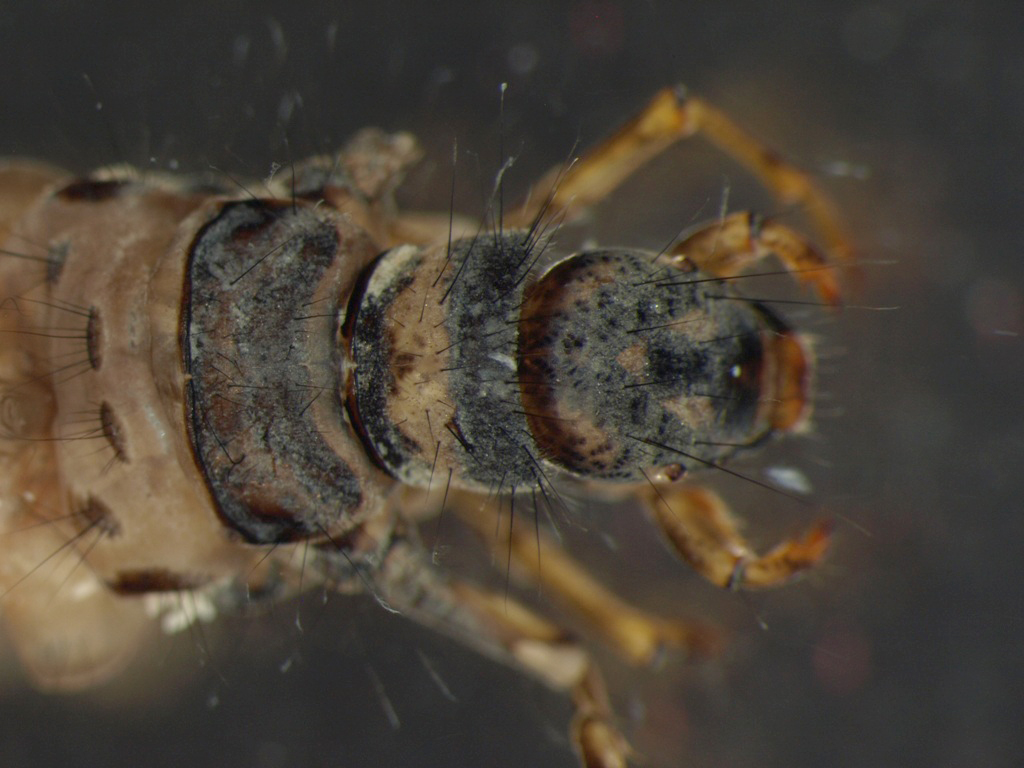 Limnephilus flavicornis 1
